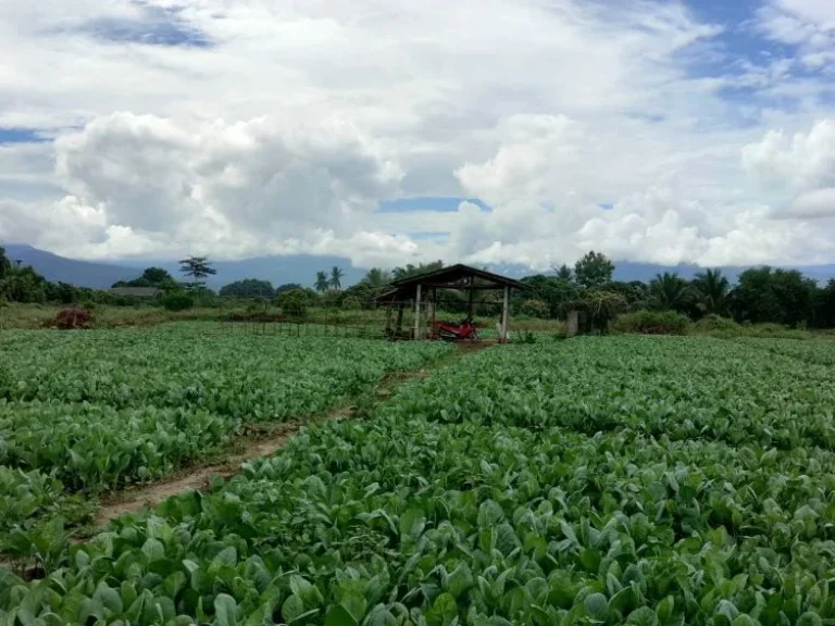 เจ้าของขายเอง ขายที่ดินติดแม่น้ำลี้ วิวดอยอินทนนท์ เหมาะทำบ้านพักตากอากาศ