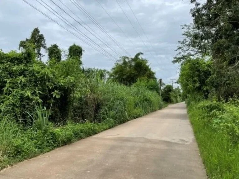 ขายที่ดิน 45-2-144 ไร่ อสันทราย จเชียงใหม่ใกล้มหาลัยแม่โจ้ Land for Sale 45-2-144 Rai San Sai District Chiang Mai Province Near Mae jo University