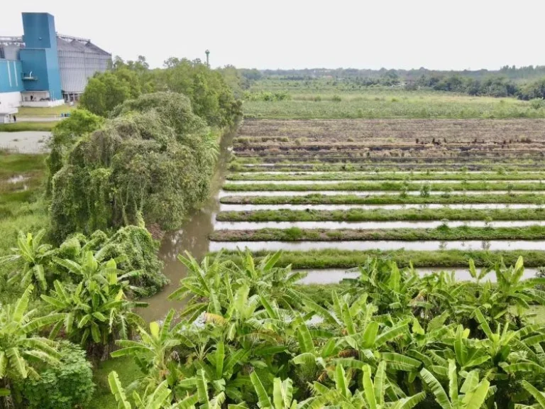 ขายที่ดินแปลงเกษตรถูกมาก คลอง 10 ขนาด 9 ไร่ 3 งาน 15 ตรว ติดคลอง ติดถนน หนองเสือ ปทุมธานี