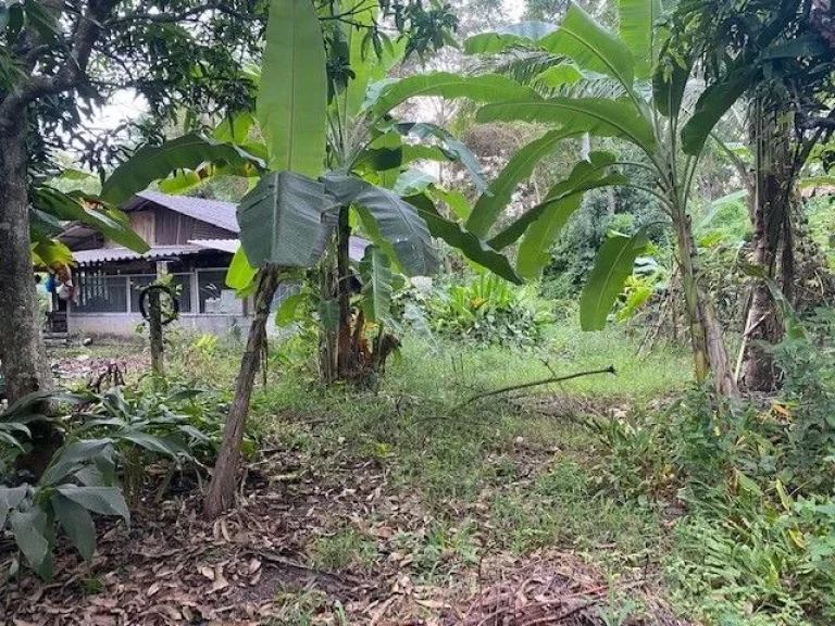 ขายที่ดินเหมาะสำหรับทำบ้านสวน บ้านพักส่วนตัว บรรยากาศดีติดถนน 2 ด้านการคมนาคมสะดวก