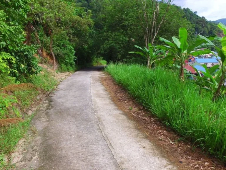 ขายที่ดินบนเขา มองเห็น วิวทะเล ตำบลป่าตอง-จังหวัดภูเก็ต