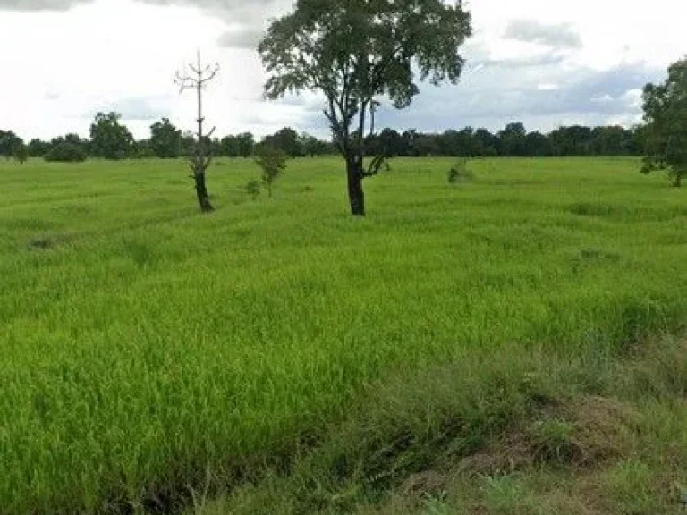 ขาย ที่ดิน เนื้อที่ 16-1-72 ไร่ อพุทไธสง ติดถนนบุรีรัมย์ - ขอนแก่น อหนองสองห้อง 95 เมตร