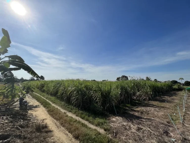 ขายที่ดิน 3 ไร่ ระบบน้ำไฟ สาธารณูปโภคถึงพร้อม จะสร้างบ้านหรือเกษตรก็ดีงาม สงบ ห่างจากถนนหลัก 900 เมตร