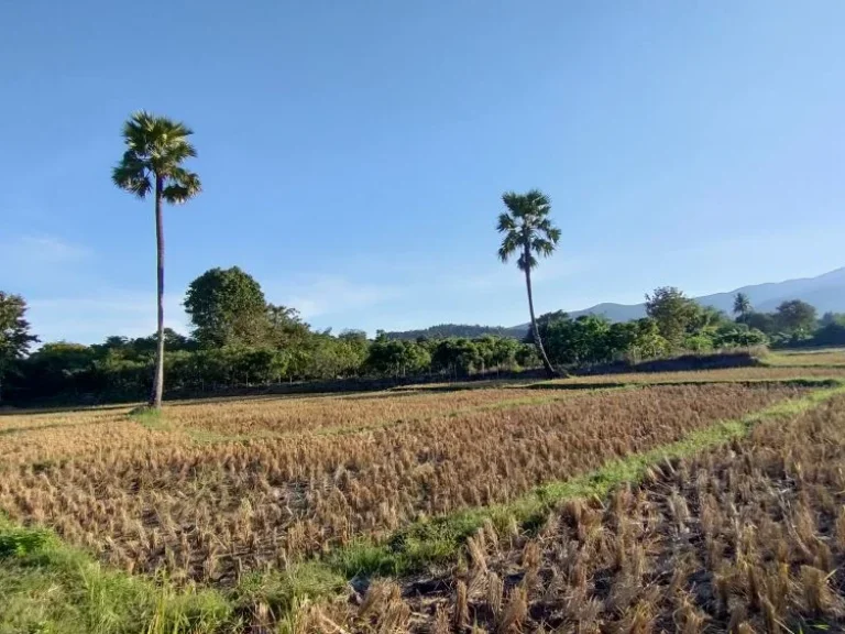 ขายที่นาในหุบเขา บ้านแม่กลาง ตบ้านหลวง อจอมทอง จเชียงใหม่