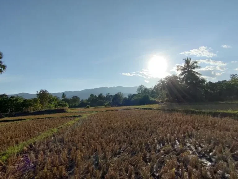 ขายที่นาในหุบเขา บ้านแม่กลาง ตบ้านหลวง อจอมทอง จเชียงใหม่