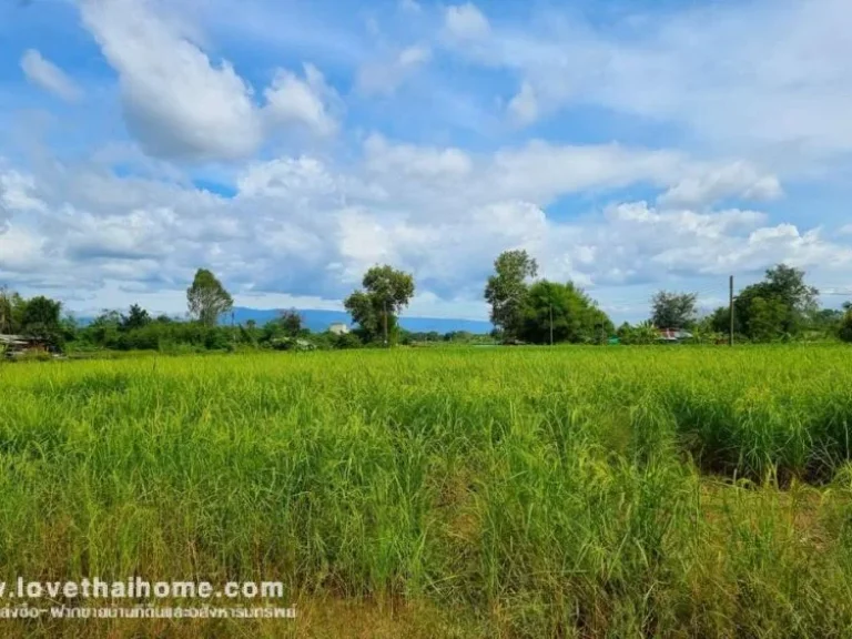 ขายที่ดินราคาถูก ตศรีนาวา เมืองนครนายก พื้นที่ 600 ตรว ขาย 13 ล้าน ซหนองจิก-สบกเขียว ถหนองโพธิ์-หนองขิก บรรยากาศดี วิวทุ่งนา