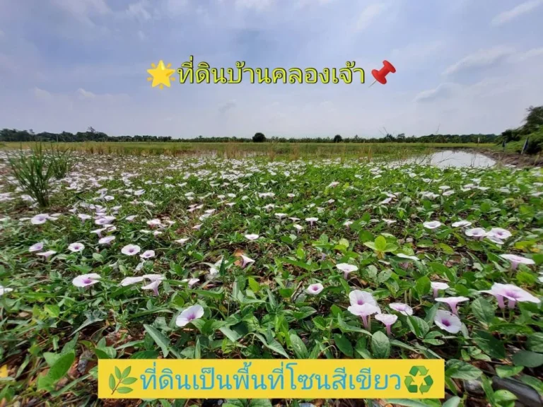 ขายที่ดินบ้านคลองเจ้า 1 ไร่ ถึง 3 ไร่ ถนน โครงการบ้านคลองเจ้า ตนราภิรมย์ อบางเลน จนครปฐม