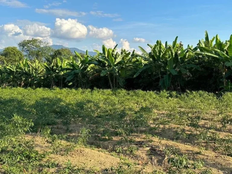 ติดทรัพย์ ขายที่ดินในโครงการ วิวภูเขาสวย 1-0-08 ไร่ ใกล้ Hinoki Land อไชยปราการ เชียงใหม่