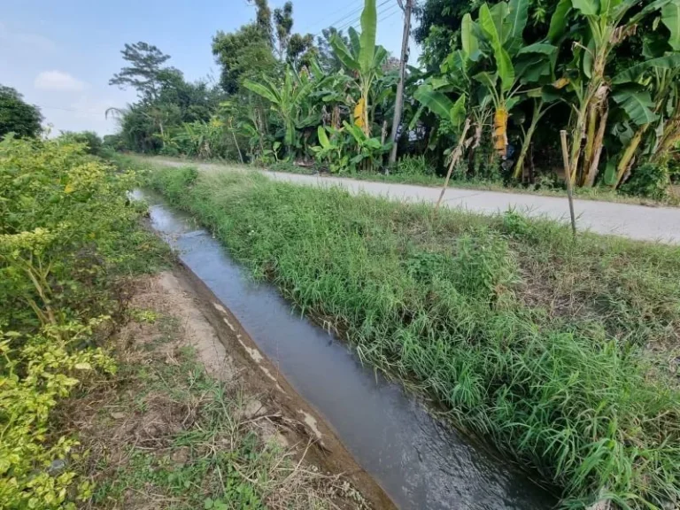 ขายที่ดินแม่ริม ที่นา วิวดอย ใกล้ราชภัฏแม่ริม เนื้อที่ 880 ตรวา ติดลำเหมือง ติดถนนคอนกรีต