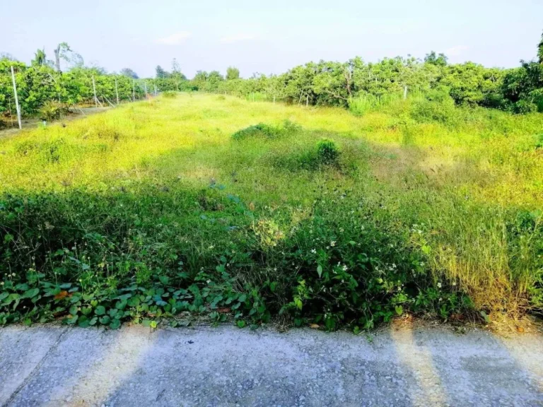 ขายที่ดินราคาถูกสำหรับทำบ้านสวนหรือเก็งกำไร เวียงหนองล่อง ลำพูน