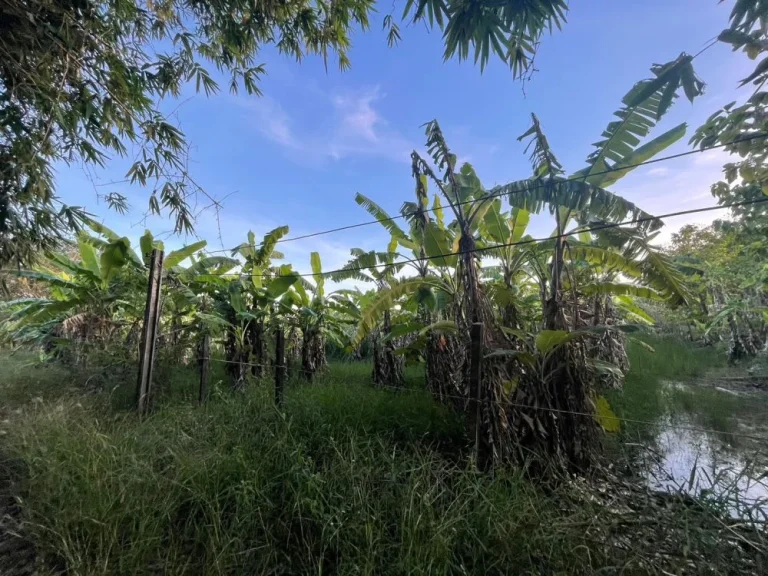 ขาย ที่ดินเปล่า ซอยสุวินทวงศ์47 ขนาด 1 ไร่ หนองจอก กรุงเทพ