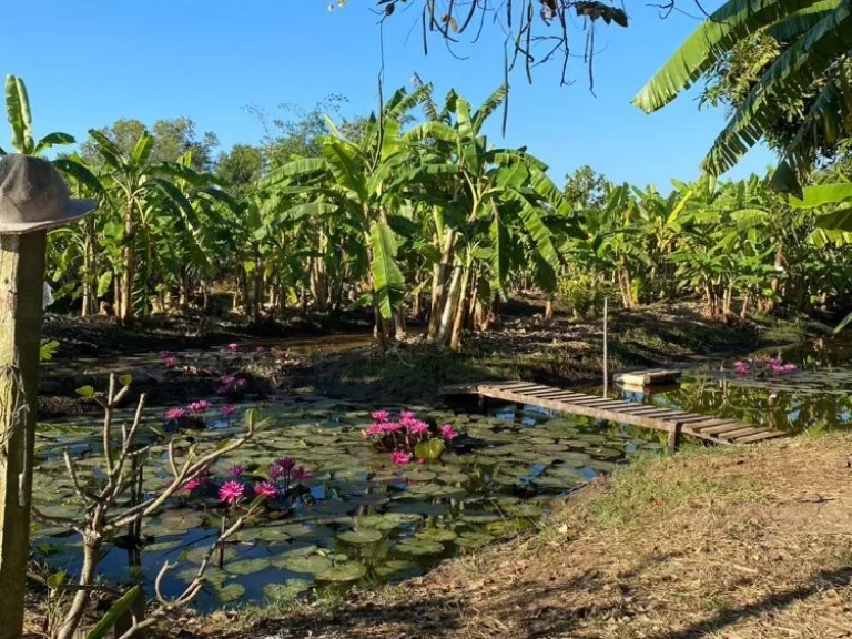 ขาย ที่ดินเปล่า ซอยสุวินทวงศ์47 ขนาด 1 ไร่ หนองจอก กรุงเทพ