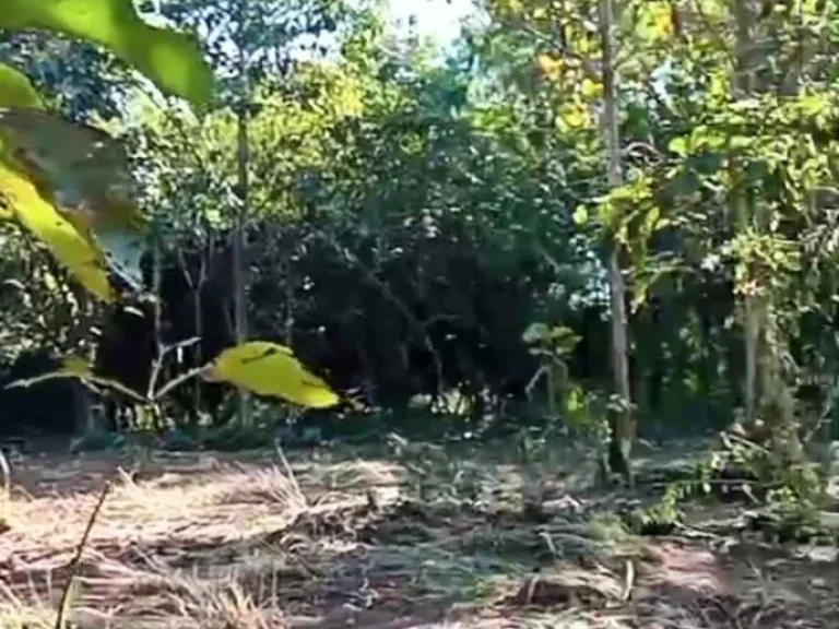 ที่ดินแปลงสวย หน้าติดถนนหลัก หลังติดน้ำน่าน อท่าปลา อุตรดิตถ์