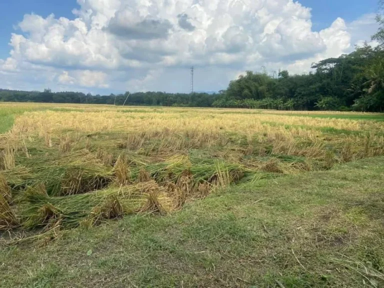 ขายที่ดินติดภูเขาติดลำห้วยบ้านแม่โป่งดอยสะเก็ตพร้อมโอนราคาถูก