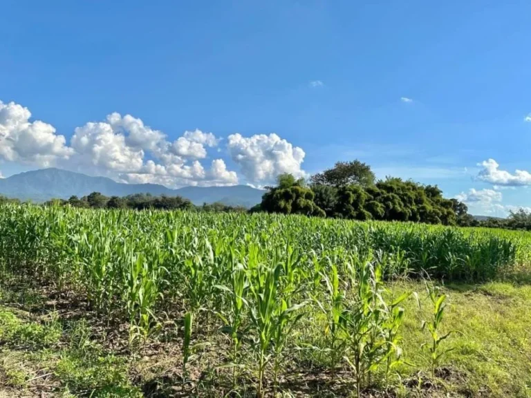 ขายที่ดิน 16-3-738 ไร่ ติดถนนหลักเชียงใหม่-ฝาง และติดลำน้ำฝาง ใกล้ Hinoki Land อไชยปราการ เชียงใหม่