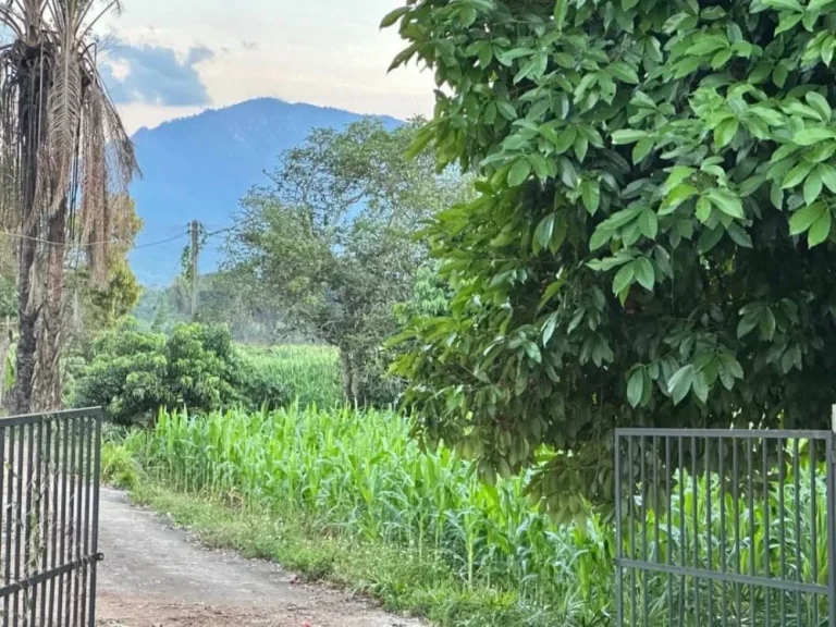 ขายที่ดิน 16-3-738 ไร่ ติดถนนหลักเชียงใหม่-ฝาง และติดลำน้ำฝาง ใกล้ Hinoki Land อไชยปราการ เชียงใหม่