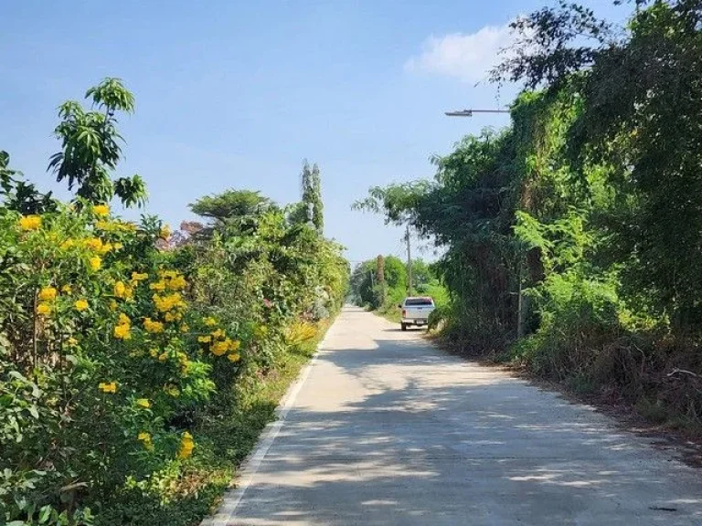 ที่ดินให้เช่า พื้นที่ 160 ตรว ติดวัดพระธรรมกาย ซคลองสาม 91 คลองหลวง จปทุมธานี