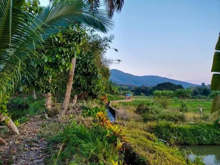 ที่ดินสวนเงาะ ติดนา วิวสวยมาก ขายถูกด่วน อทุ่งช้าง น่าน