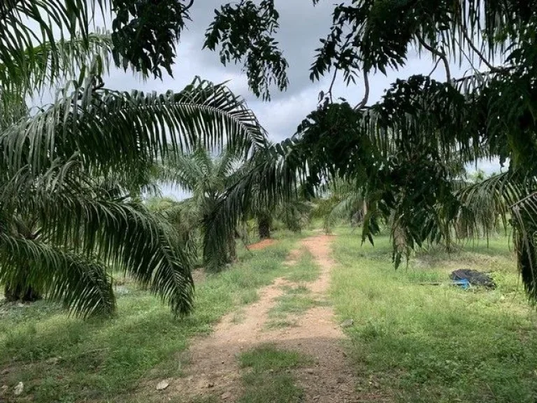 ขายที่ดิน สวนปาล์ม ทุ่งอ่าว พุนพิน สุราษฎร์ธานี เจ้าของขายเอง