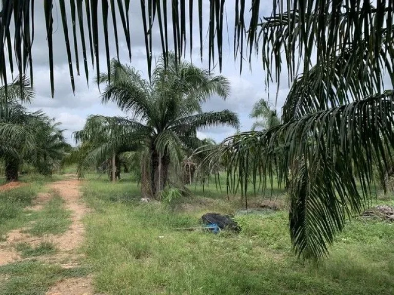 ขายที่ดิน สวนปาล์ม ทุ่งอ่าว พุนพิน สุราษฎร์ธานี เจ้าของขายเอง