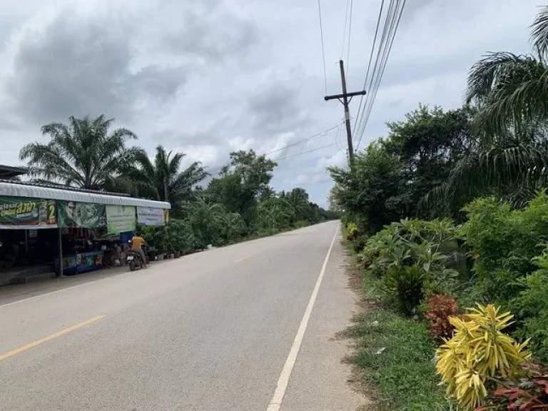 ขายที่ดิน สวนปาล์ม ทุ่งอ่าว พุนพิน สุราษฎร์ธานี เจ้าของขายเอง