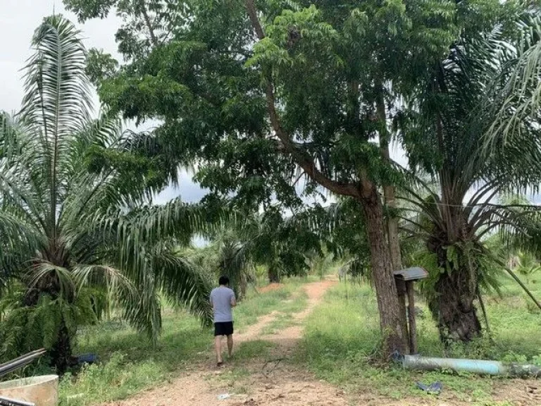 ขายที่ดิน สวนปาล์ม ทุ่งอ่าว พุนพิน สุราษฎร์ธานี เจ้าของขายเอง