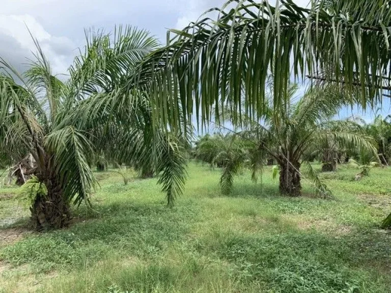 ขายที่ดิน สวนปาล์ม ทุ่งอ่าว พุนพิน สุราษฎร์ธานี เจ้าของขายเอง