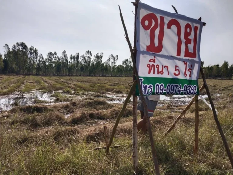 ขายที่นาสวย 5 ไร่ เยี้องศูนย์วิจัยข้าวร้อยเอ็ด ทุ่งกุลา สุวรรณภูมิ ร้อยเอ็ด