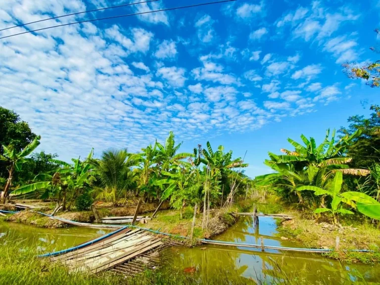 ขายที่ดิน ไร่ นา สวนผสม 5 ไร่ พร้อมบ้าน เมืองหงส์ จตุรพักตรพิมาน ร้อยเอ็ด