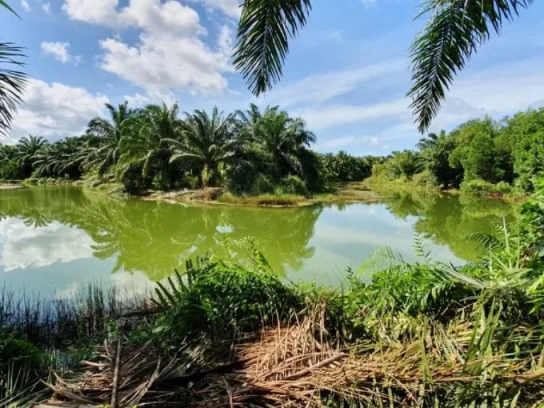 ขายที่ดินสวนปาล์ม ติดถนนใหญ่ ทำเลดี ผลผลิตดีมาก ตำบลละงู อำเภอละงู สตูล