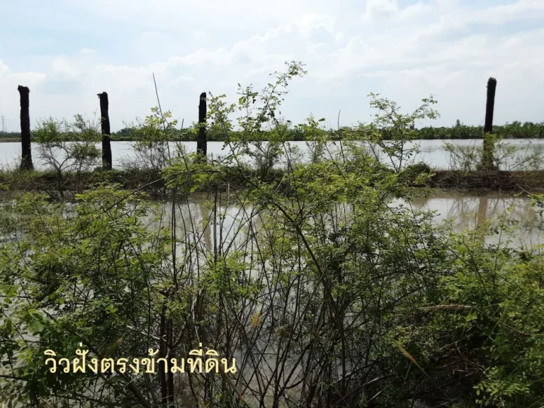 ขาย ที่ดิน 4-2-34 ไร่ ลาดหลุมแก้ว ปทุมธานี ดินดี ติดถนนคอนกรีต