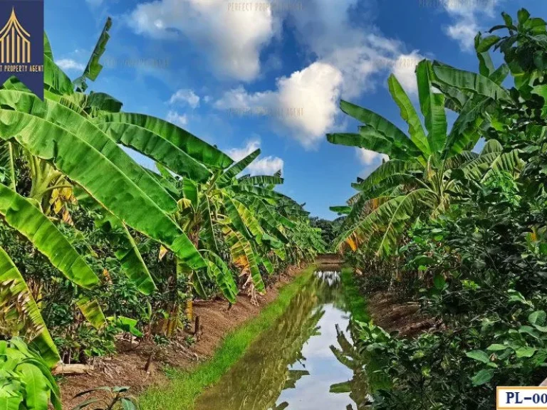 ที่ดินสวนผลไม้ ถนนเลียบคลองสาม ด้านหน้าติดถนนคอนกรีต หนองเพรางาย ไทรน้อย นนทบุรี