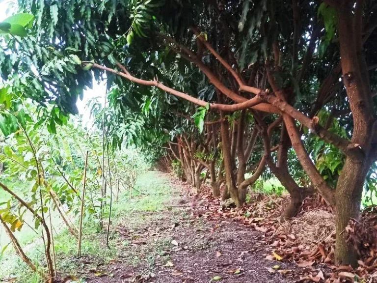 ที่ดินสวนผลไม้ ถนนเลียบคลองสาม ด้านหน้าติดถนนคอนกรีต หนองเพรางาย ไทรน้อย นนทบุรี