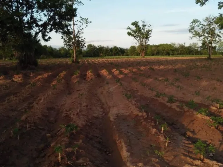 ขายที่ดินเพรชบูรณ์ อหนองไผ่ ตกองทูล ราคาไร่ล่100000