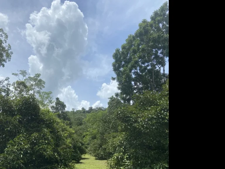 ขายที่ดิน 24 ไร่ติดถนนลาดยาง พร้อมบ้านสองชั้น 1 หลัง อนาทวี ตท่าประดู่ จสงขลา