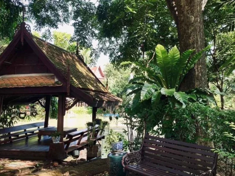 ขายบ้านเรือนไทยพร้อมร้านกาแฟที่สวยเหมาะกับธุรกิจร้านกาแฟและรีสอร์ททำเลดีมาก