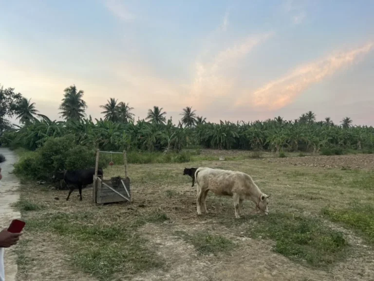 ขายที่ดินสวนด้านหน้าติดถนนคอนกรีตด้านข้างติดแม่น้ำกุยบุรี