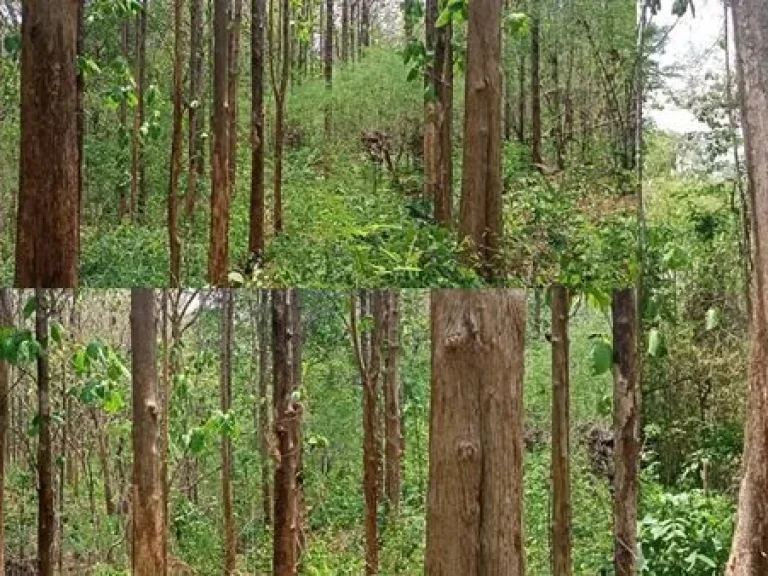 ขายที่ดินแปลงใหญ่มีโฉนดใน อเมืองลำปาง พร้อมต้นสัก ลงทะเบียนสวนป่าแล้ว