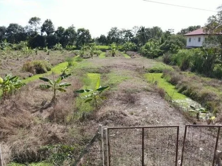 สุดคุ้มที่ดินเพื่อการลงทุน คลอง10 หนองเสือ ปทุมธานี