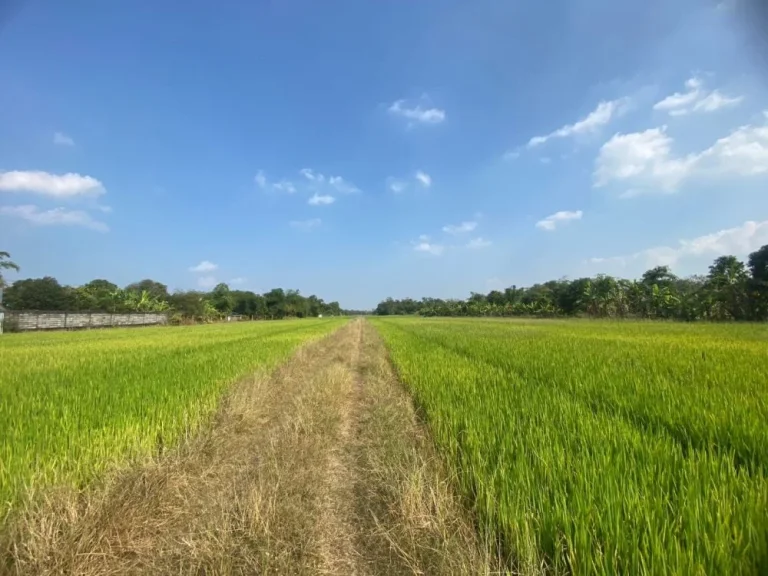 ขายที่ดินติดถนนใหญ่ถนนประชาสำราญ ตรงข้ามสวนพ่อใหญ่ ตำบลคลองสิบสอง อำเภอหนองจอก กรุงเทพมานคร