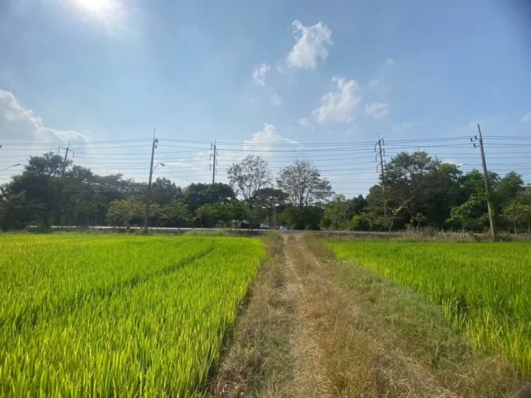 ขายที่ดินติดถนนใหญ่ถนนประชาสำราญ ตรงข้ามสวนพ่อใหญ่ ตำบลคลองสิบสอง อำเภอหนองจอก กรุงเทพมานคร