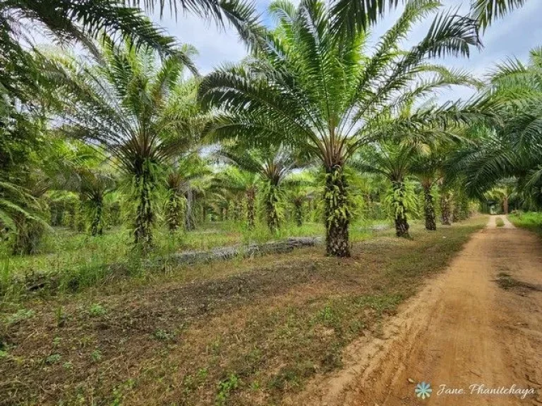 ขายที่ดินสวนทุเรียนและสวนปาล์ม ทองผาภูมิ กาญจนบุรี พร้อมเก็บผลผลิตได้แล้ว ติดถนนลาดยาง