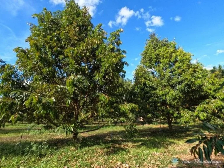 ขายที่ดินสวนทุเรียนและสวนปาล์ม ทองผาภูมิ กาญจนบุรี พร้อมเก็บผลผลิตได้แล้ว ติดถนนลาดยาง