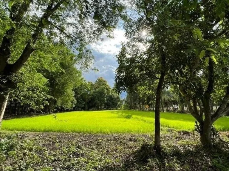 ขายที่ดินติดถนนหลักเชียงใหม่ถูกที่สุดพื้นที่สีเหลือง