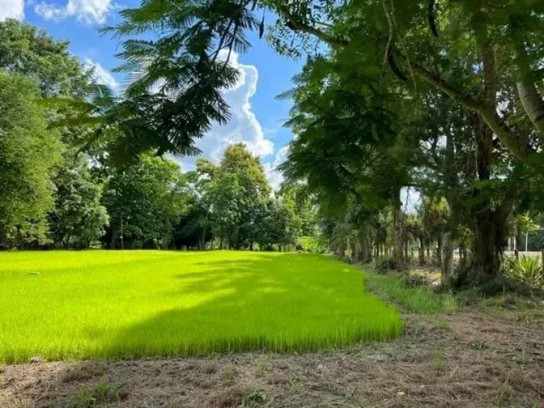 ขายที่ดินติดถนนหลักเชียงใหม่ถูกที่สุดพื้นที่สีเหลือง