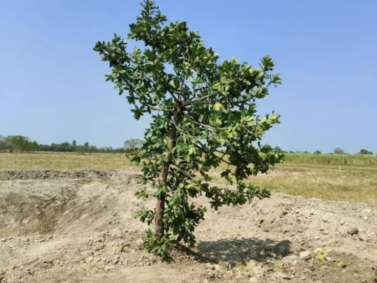 ขายด่วน ฟรีดาวน์ ที่ดิน 200 ตรววิวเขา วิวทุ่งนา สระโบสถ์ ลพบุรี