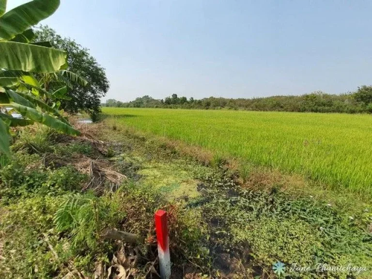 ขายที่ดิน คลอง10 หนองเสือ ติดถนนซอย 600 ตรว เหมาะทำการเกษตร ปลูกบ้าน หรือซื้อเก็บไว้เก็งกำไรในอนาคต