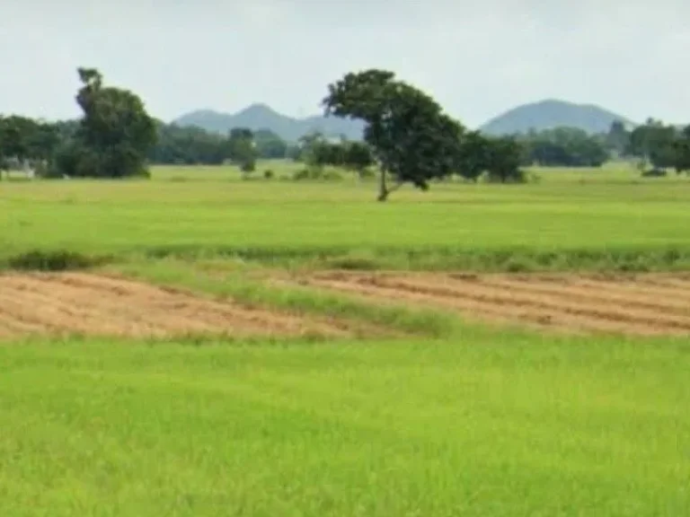 ที่นาแปลงสวย ดินดี น้ำดี มีวิวสวย ติดทางสาธารณะ เขตอำเภอเมืองอุตรดิตถ์ ราคาถูก