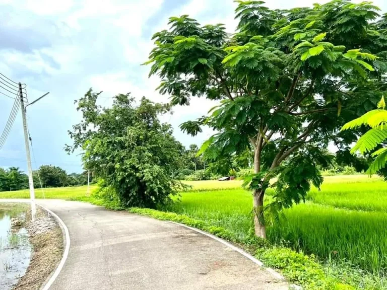 ขายที่ดินทำเลดี ย่านชุมชน ขนาด 1 ไร่ น้ำไฟฟ้า ถนนลาดยาง หน้าโครงการ ป่าซาง ลำพูน