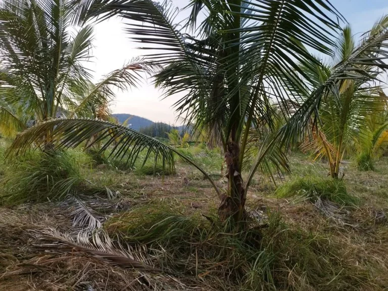 ขายที่ดินพร้อมสวนมะพร้าว 7 ไร่กว่า อำเภอกุยบุรี จังหวัดประจวบคีรีขันธ์ ในตำบลสามกระทาย